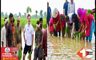 नेता से किसान बने राहुल गांधी! खेतों में ट्रैक्टर चलाया; ग्रामीणों के साथ धान की रोपाई की, सामने आईं तस्वीरें