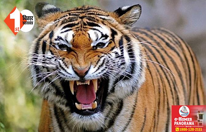 बिहार :  जंगल से रेलवे स्टेशन में पहुंचा बाघ, दहाड़ सुनकर भागे कर्मी, दहशत का माहौल कायम 