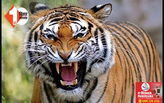 बिहार :  जंगल से रेलवे स्टेशन में पहुंचा बाघ, दहाड़ सुनकर भागे कर्मी, दहशत का माहौल कायम 
