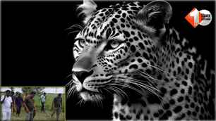 catagory