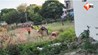Motihari Land Mafia  Bihar Land Grab Case  NRIs Property Dispute Bihar  जमीन कब्जा मोतिहारी  भू माफिया तांडव बिहार  छतौनी थाना जमीन विवाद  अशोक कुमार सिंह मोतिहारी केस