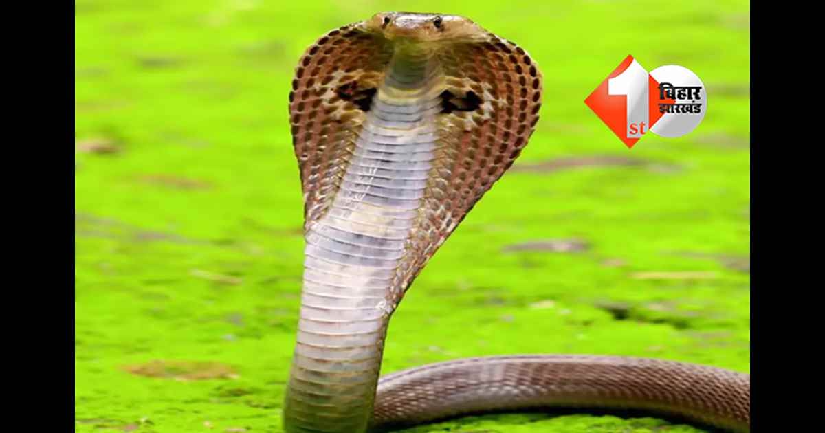 झारखंड न्यूज