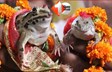 छत्तीसगढ न्यूज