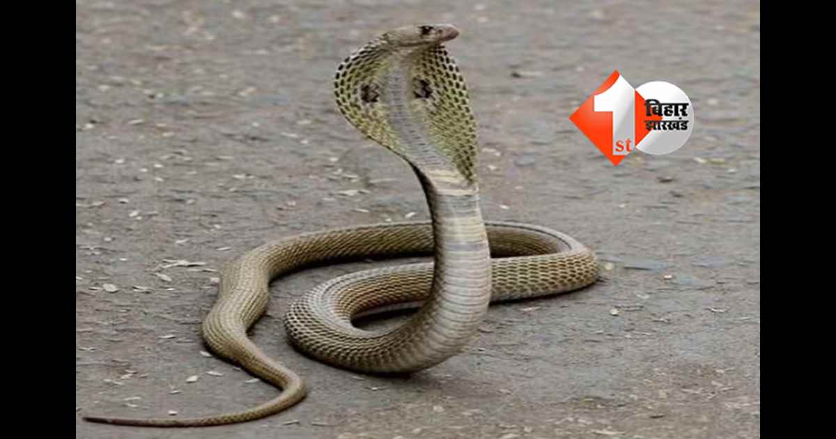 उत्तर प्रदेश न्यूज