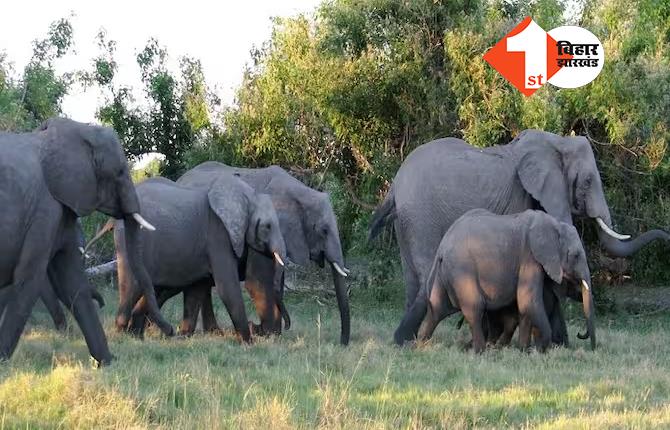 झारखंड में हाथियों का आतंक, जंगल में गए शख्स की पटक कर ले ली जान