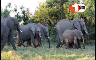 झारखंड में हाथियों का आतंक, जंगल में गए शख्स की पटक कर ले ली जान