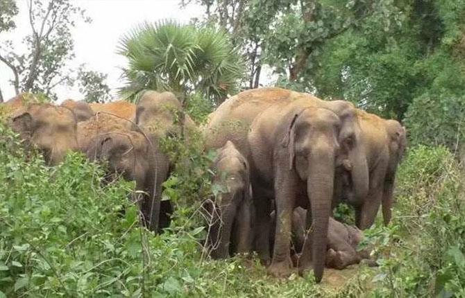झारखंड में जंगली हाथियों का आतंक, युवक को घर के आंगन में ही कुचल कर मार डाला; इलाके में दहशत 