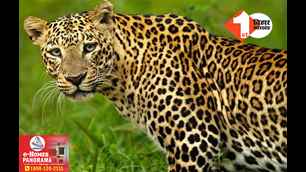 catagory