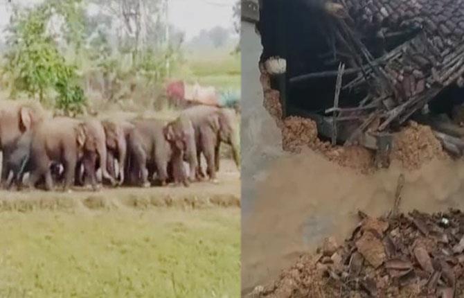 झारखंड: लातेहार में एक बार फिर हाथियों का आतंक, एक की ली जान; कई घरों को तोड़ा