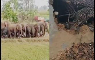झारखंड: लातेहार में एक बार फिर हाथियों का आतंक, एक की ली जान; कई घरों को तोड़ा