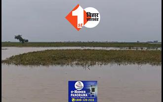 कोसी नदी का जलस्तर बढ़ा, मूंग की फसलें डूबने से किसानों को भारी नुकसान