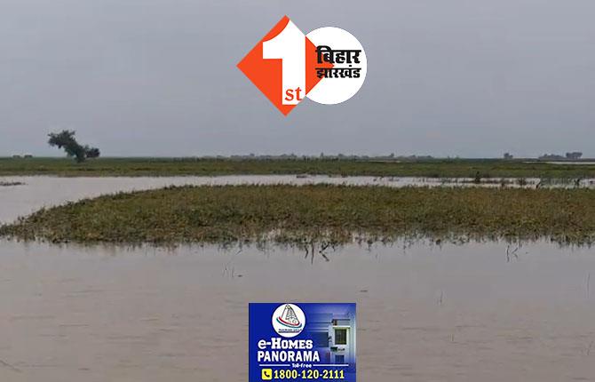 कोसी नदी का जलस्तर बढ़ा, मूंग की फसलें डूबने से किसानों को भारी नुकसान