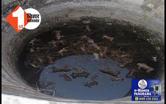 कुएं में डूबने से एक साथ 40 बंदरों की मौत : भीषण गर्मी में प्यास बुझाने आए थे सभी