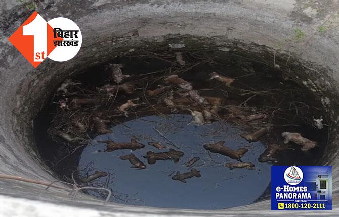 कुएं में डूबने से एक साथ 40 बंदरों की मौत : भीषण गर्मी में प्यास बुझाने आए थे सभी