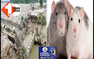 सिवान में नहर पर बना बांध टूटने से मचा हड़कंप, इंजीनियर ने चूहों पर मढ़ दिया सारा दोष