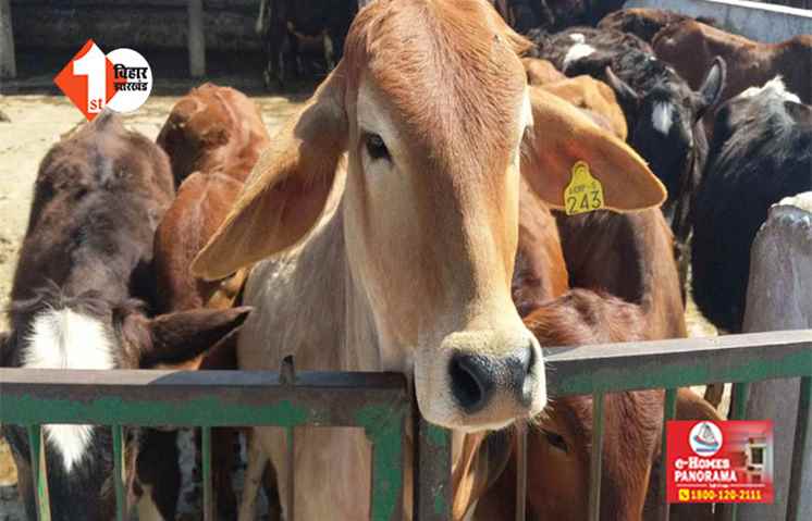 नीतीश सरकार ने तैयार किया मेगा प्लान : अब घर पर होगा आपके पशुओं का इलाज : जानें कब से मिलेगी यह सुविधा