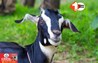 Bakrid 2025