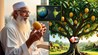 India Mango Exports