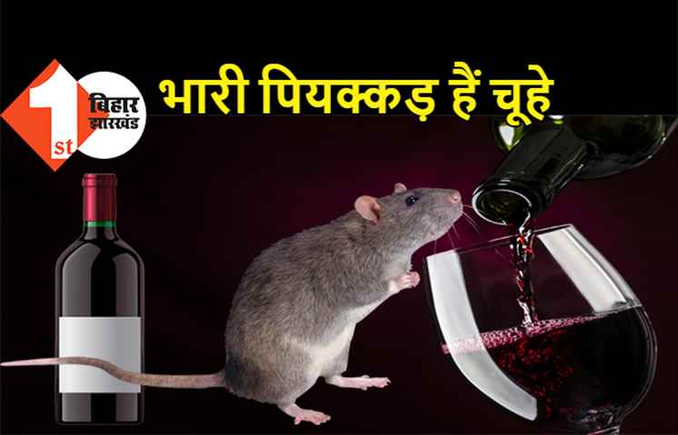 फिर पियक्कड़ चूहे पी गए 85 हजार लीटर शराब, नशे की हालत में चखना समझ के लाखों रुपये का गांजा खा गए
