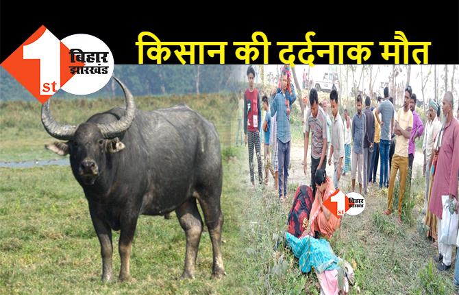 बिहार : खेत में काम कर रहा था बुजुर्ग किसान, जंगली भैंसों ने बोल दिया हमला, मौके पर हुई मौत