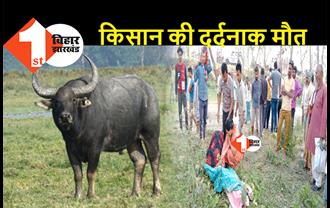 बिहार : खेत में काम कर रहा था बुजुर्ग किसान, जंगली भैंसों ने बोल दिया हमला, मौके पर हुई मौत