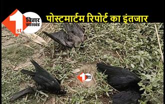दर्जनों पक्षियों की अब तक हो चुकी है मौत, बर्ड फ्लू की आशंका से ग्रामीणों में दहशत
