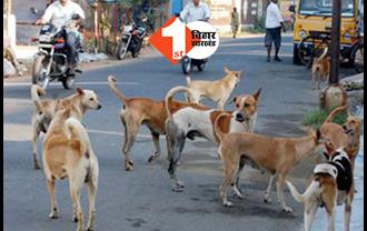 मुजफ्फरपुर में आवारा कुत्तों का आतंक, आज 150 लोगों को काटा, घर से निकलना हुआ मुश्किल  
