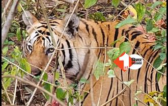 झारखंड: बाघ ने 24 घंटे के अंदर 2 लोगों पर किया हमला, घायल महिला और युवक हॉस्पिटल में एडमिट 