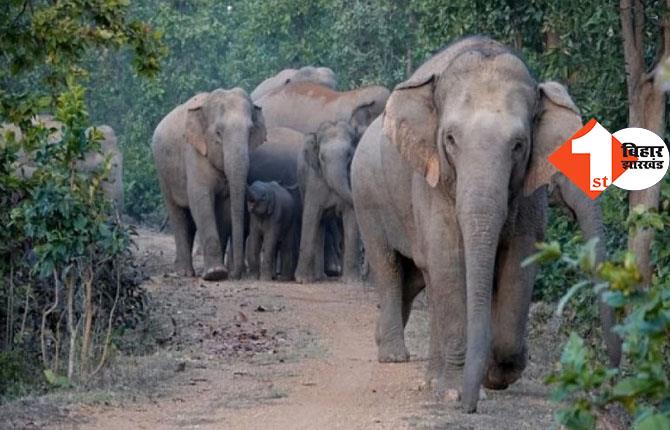 झारखंड: जंगली हाथियों का आतंक जारी, महिला की दर्दनाक मौत, एक घायल
