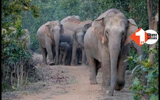 झारखंड: जंगली हाथियों का आतंक जारी, महिला की दर्दनाक मौत, एक घायल