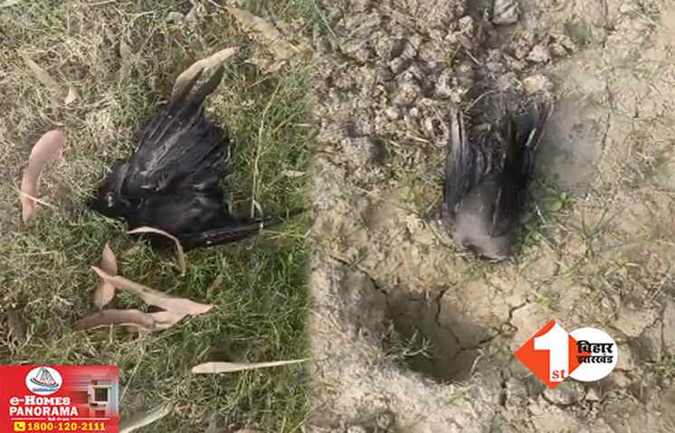 बिहार के इस जिले में बर्ड फ्लू की आशंका, एक सप्ताह के भीतर कई कौओं की मौत से सहमें लोग