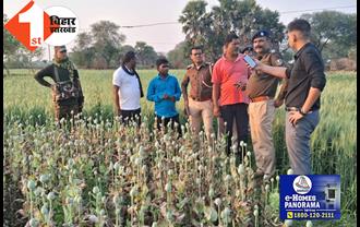 बाढ़ में अफीम की खेती के खिलाफ एक्शन, 3 बीघा जमीन में लगी फसल को पुलिस ने किया नष्ट