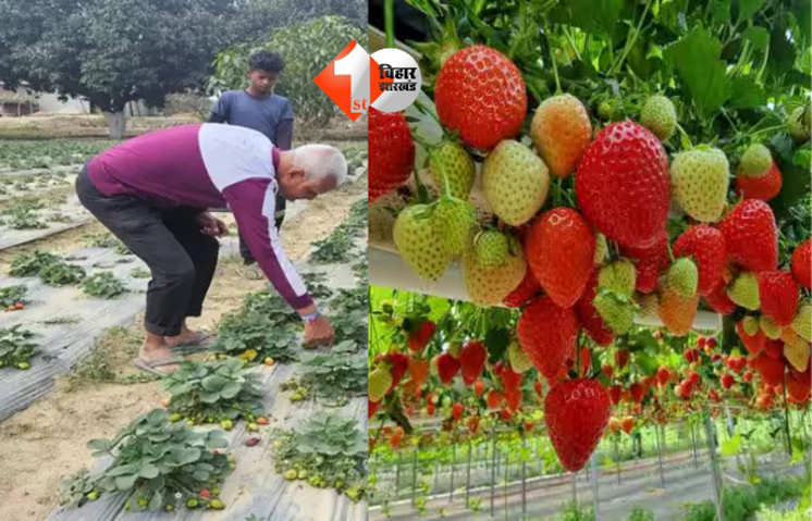 Strawberry Farming 