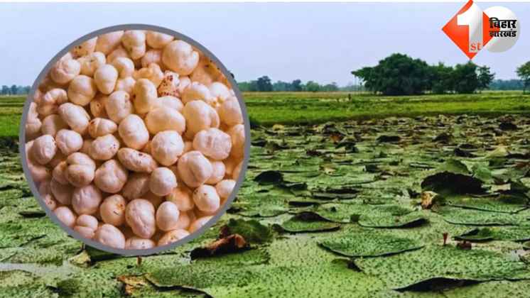 मखाना, Makhana बिहार, Bihar दरभंगा, Darbhanga राष्ट्रीय अनुसंधान केंद्र, National Research Center मखाना उत्पादन, Makhana Production तकनीकी विकास, Technological Development वैल्यु एडिशन, Value Addition