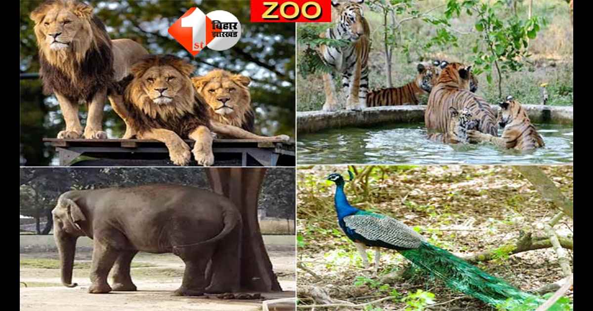 New Zoo Project