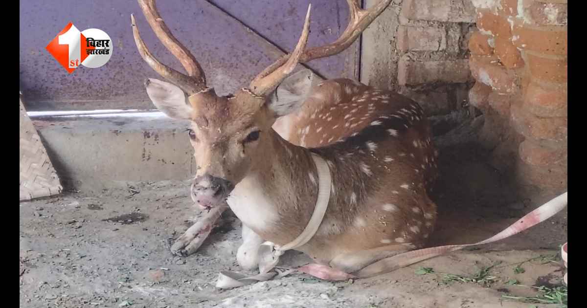 जंगल से भटककर रिहायशी इलाके में पहुंचा हिरण, ग्रामीणों ने पकड़कर वन विभाग को सौंपा