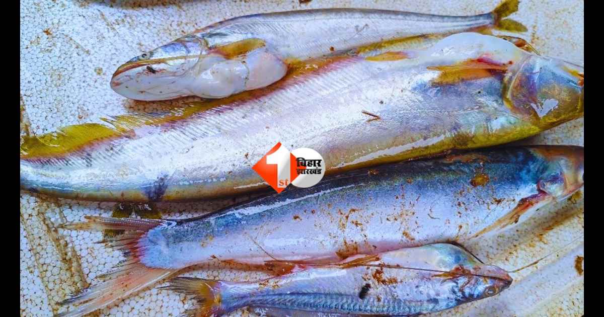 Bihar News : पटना में अब घर बैठे मिलेगी जिंदा मछली! 10 जगहों पर खुलेंगे मॉडर्न फिश आउटलेट, देखें पूरी लिस्ट 