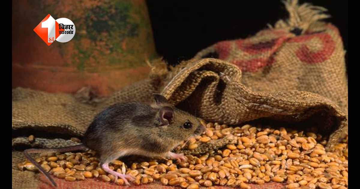 अब नहीं मिलेगा ‘रेटॉल पेस्ट’… बिहार सरकार का बड़ा फैसला, ऑनलाइन-ऑफलाइन बिक्री पर पूरी तरह रोक