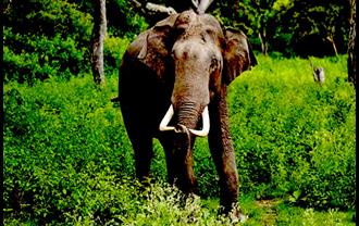 झारखंड में नहीं थम रहा हाथियों का आतंक, शौच जा रहे शख्स को कुचला; मौत 