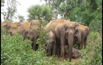  70 हाथियों का झुंड ने मचाया उत्पात, बंद करना पड़ा नेशनल हाइवे, रात भर डटी रही वन विभाग की टीम