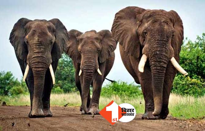 झारखंड में जंगली हाथियों का आतंक, एक ही परिवार के तीन लोगों की ले ली जान