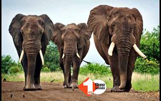 झारखंड में जंगली हाथियों का आतंक, एक ही परिवार के तीन लोगों की ले ली जान