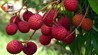 Litchi Farming
