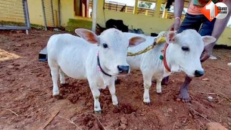 पुंगनूर गाय, Punganur cow, सबसे छोटी गाय, Smallest cow, गाय की कीमत, Cow price in India, मोदी गाय पूजा, Modi cow worship, देसी गाय, Desi cow, गाय का दूध, Cow milk benefits, पुंगनूर गाय कीमत, Punganur 