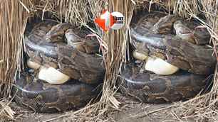 bihar news image