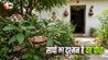 Plants to Repel Snakes: गर्मी में घर से दूर रहेंगे सांप! बस कर लें यह काम… इस दिशा में लगा दें यह जादुई पौधा