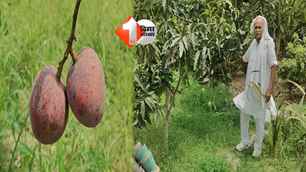 bihar news image