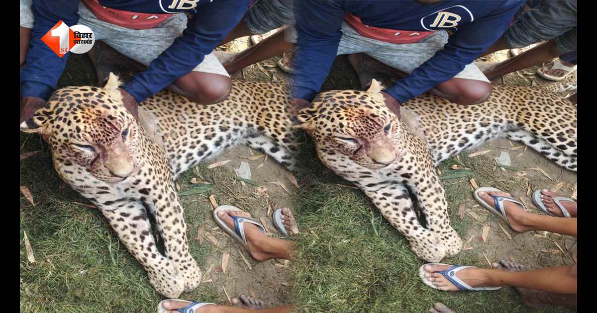 तेंदुए का गांव में आतंक… घुसकर मचाया खूनी तांडव, दहशत के बीच ग्रामीणों ने घेरकर पकड़ा