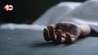 Bihar News: पति की रोक-टोक से नाराज गर्भवती महिला ने उठाया खौफनाक कदम, इलाज के दौरान मौत