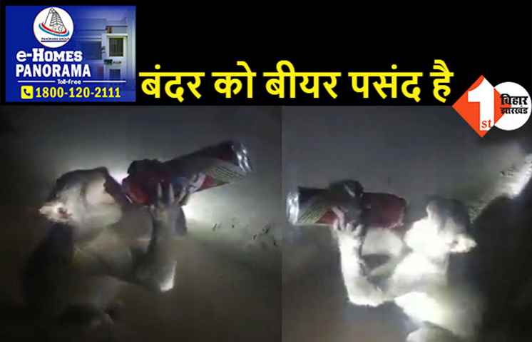 दारूबाज बंदर ने मचाया उत्पात: लोगों से छीनकर तुरंत गटक जा रहा है बीयर और शराब, देखिये वीडियो